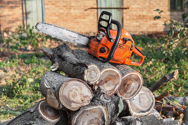 Tree Branch Trimming in Horizon West, FL